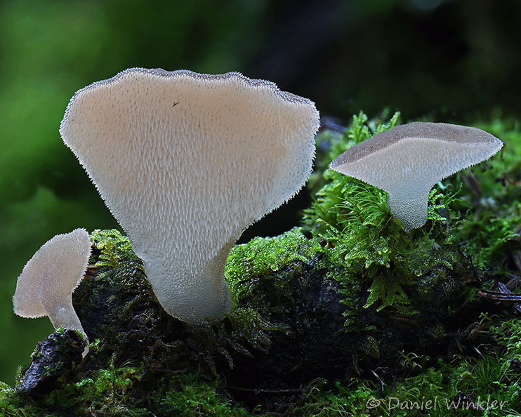 Pseudohydnum Thrumshengla Dw Ms.jpg