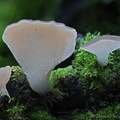 Pseudohydnum Thrumshengla Dw Ms