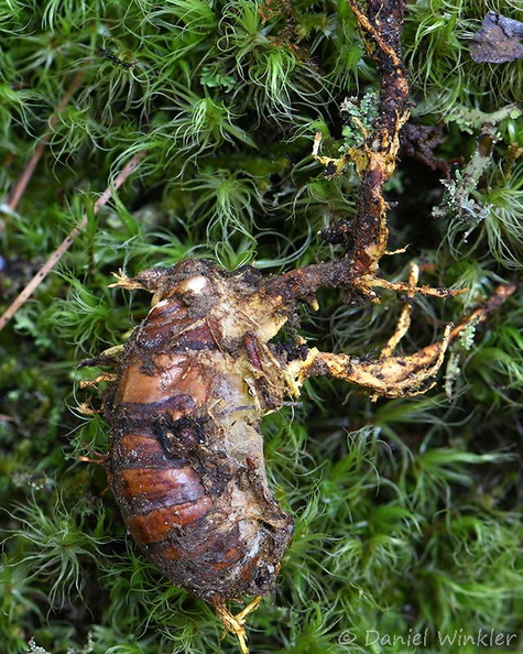 Paraisaria Cicada Thowadra DW Ms.jpg