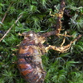 Paraisaria Cicada Thowadra DW Ms