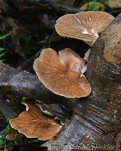 Bresadolia uda Yongkhola DW Ms.jpg