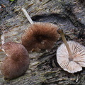 Pluteus tiny Yongkhola DW Ms