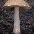 Boletus reticuloceps CheleLa DW Ms