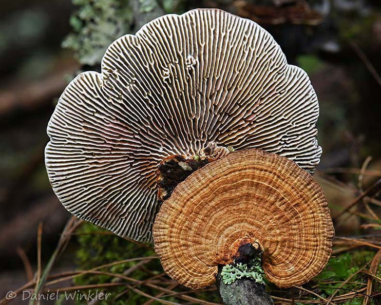 Trametes gilled Disp ChelLa DW Ms.jpg
