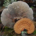 Trametes gilled Disp ChelLa DW Ms