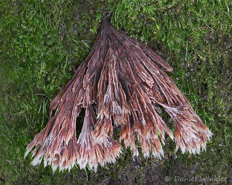 Thelephora penicillata Q Taktsang DW Ms.jpg