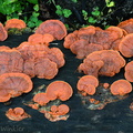 Pycnoporus sanguineus Yongkhola DW Ms