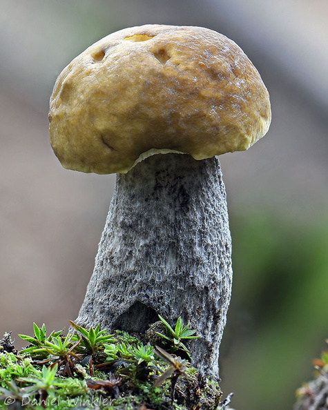 Leccinum young Taktsang DW Ms.jpg