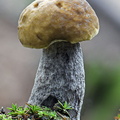Leccinum young Taktsang DW Ms