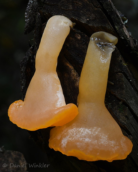 Ditiola radicata Q Thowodrak DW Ms.jpg