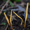  a thin and fragile yellow Clavulinopsis seen in Thowadrak