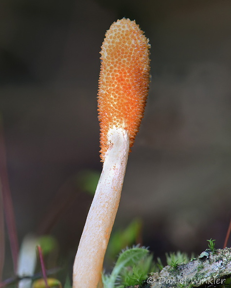 Cordyceps militaris stroma Ogyen DW Ms.jpg