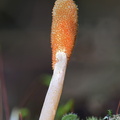 Cordyceps militaris stroma Ogyen DW Ms