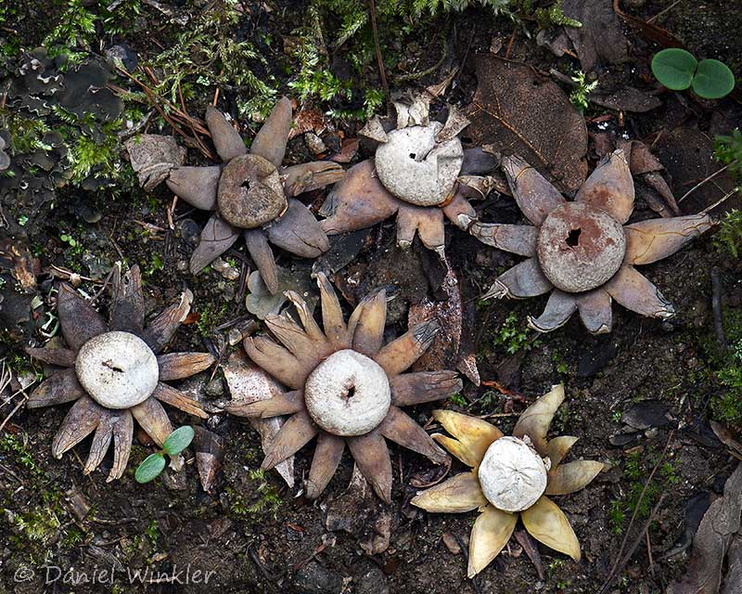 Astraeus hygrometricus 6 Thimphu DW Ms.jpg