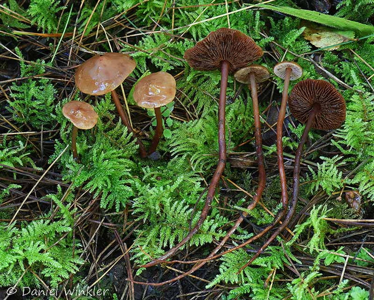 Phaeocollybia MebarTso DW Ms.jpg