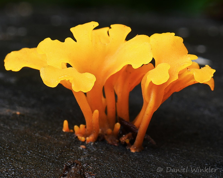 Dacrymyces spathularia Yongkhola DW Ms.jpg