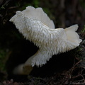Hydnum sp white Taktsang DW Ms