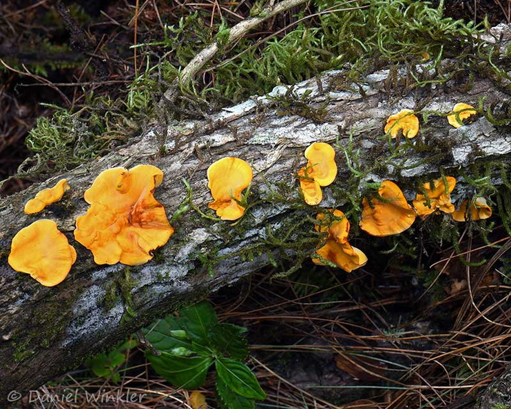 Stereum redding CheleLa DW Ms.jpg