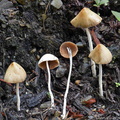 Conocybe Yongkhola DW Ms