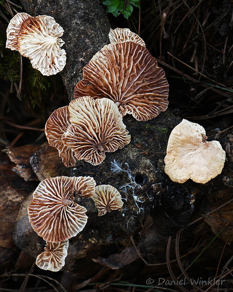 Campanella junghuhnii gills CheleLa DW Ms.jpg