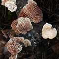 Campanella junghuhnii gills CheleLa DW Ms