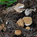 Asterophora lycoperdoides Thimphu Disp DW Ms