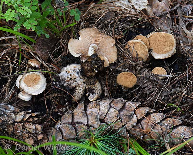 Asterophora lycoperdoides Thimphu DW Ms.jpg
