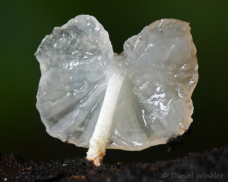 Gloiocephala gills translucent Yongkhola DW Ms.jpg