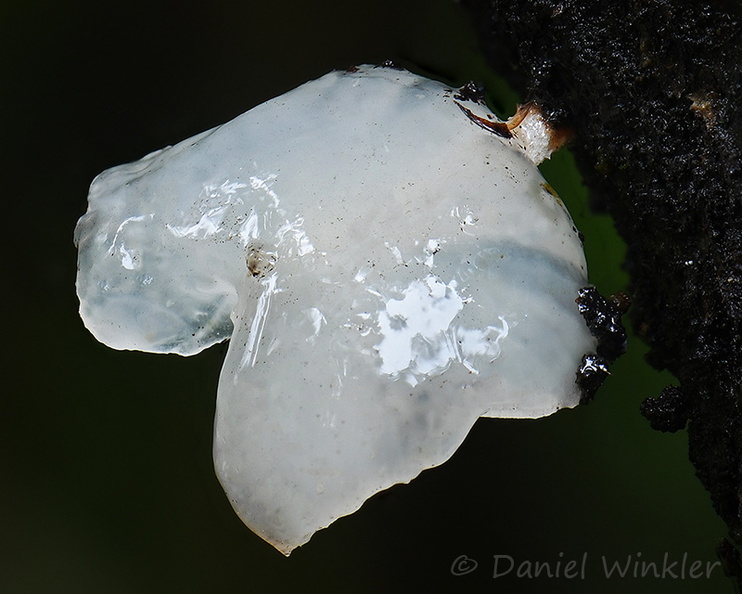 Gloiocephala Yongkhola DW Cr Ms.jpg