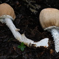 Agaricus augustus gr Taktsang 2 DW Ms