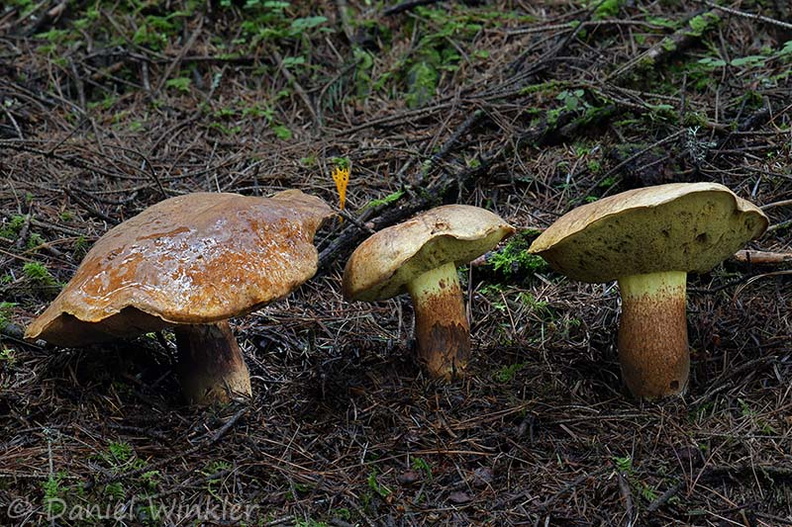 Boletus pseudocalopus 3 CheleLa DW Ms.jpg