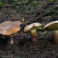 Boletus pseudocalopus 3 CheleLa DW Ms