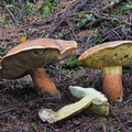 Big, mild-tasting, but toxic bolete close to Baorangia (Boletus) pseudocalopus seen below Chele La