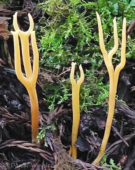 Ramariopsis luteo-ochracea Thowadrak Cp DW Ms.jpg