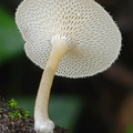 Lentinus arcularius pores Cp DW Ms