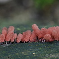 Arcyria denudata Slime mold SanAgustin DW Ms