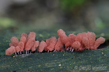 Arcyria denudata Slime mold SanAgustin DW Ms