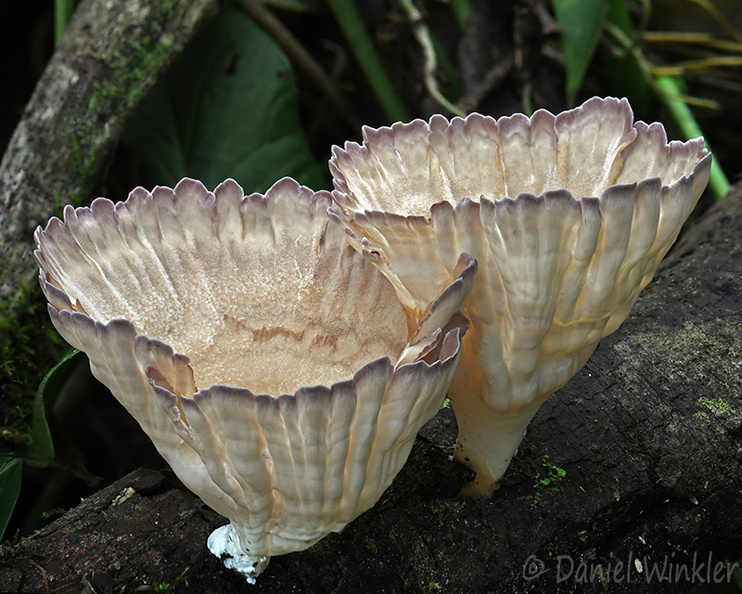 Cymatoderma dendriticum SanAgustin DW Ms.jpg