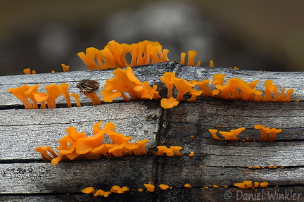 Dacrymyces spathularia SanAgustin DW Ms