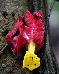 Drymonia coccinea liana PuertoAsis DW Ms
