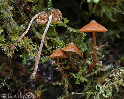 Galerina Disp Chingaza HB6171-82 DW Ms