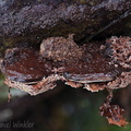 Ganoderma amazonense parasite Villagarzon DW Ms