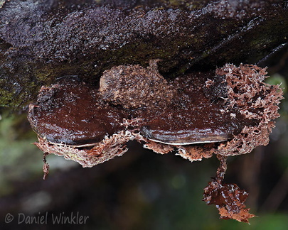 Ganoderma amazonense parasite Villagarzon DW Ms