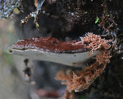 Ganoderma amazonense parasitic Villagarzon DW MS