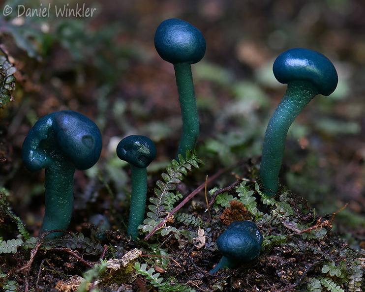 Leotia atrovirens 5 ElSilencio DW Ms.jpg