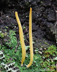 Lepidostroma winklerianum 3 SanAgustin 2440-6 DW Ms