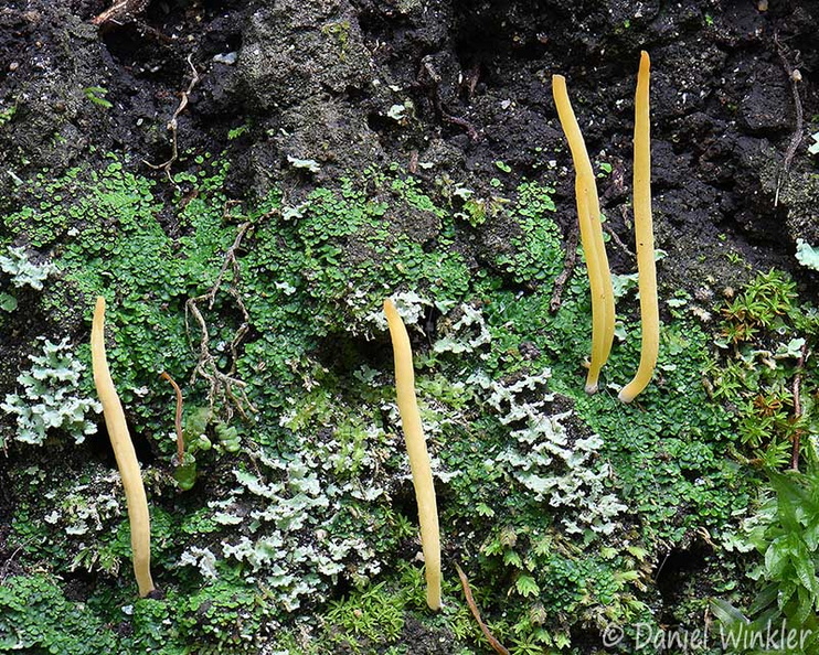 Lepidostroma winklerianum SanAgustin DW Ms.jpg