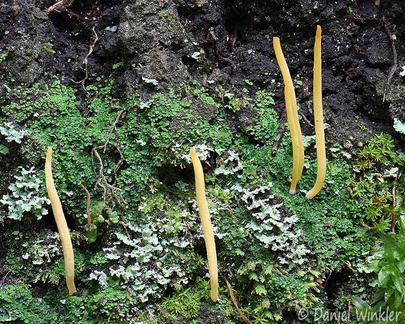 Lepidostroma winklerianum SanAgustin DW Ms