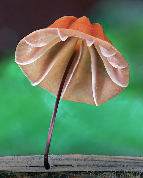 Marasmius berteroi Villagarzon DW Ms.jpg