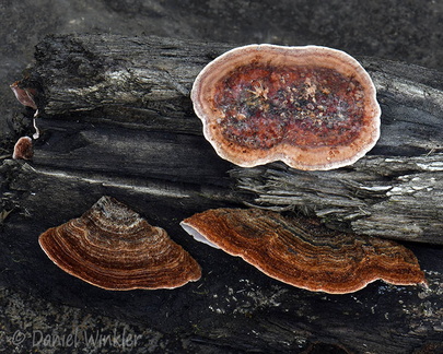 Is it a Stereum sp.? Seen in Chingaza Paramo